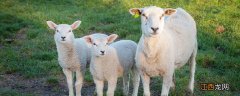 小羊羔多少天可以喂饲料 小羊羔多少天可以喂饲料啊