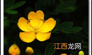 春季荚花有什么好品种图片 春季荚花有什么好品种