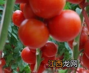 陆地西红柿种植方法