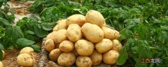 土豆几月种 土豆几月种最好