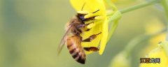 蜜蜂春繁温度多少度合适 蜜蜂春繁的温度是多少