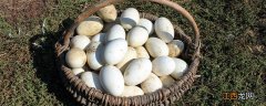 孵鹅蛋温度和湿度是多少? 孵鹅蛋温度和湿度是多少?鸡和鹅能一起孵化吗