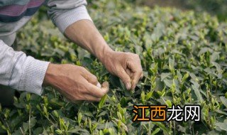 鲜茶什么季节喝好 鲜茶什么季节喝好呢