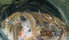 大棚泥鳅养殖怎样换水视频 大棚泥鳅养殖怎样换水