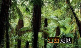 热带雨林长什么样 热带雨林介绍