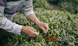 刚采的茶叶能晒干喝吗 茶叶采回来是不是晒干就可以