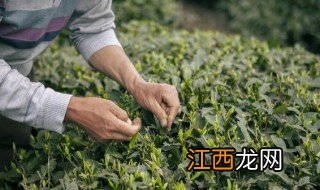 刚采的茶叶能泡水喝吗 刚采的茶叶能泡茶吗