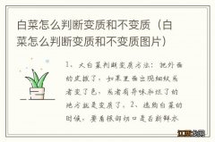 白菜怎么判断变质和不变质图片 白菜怎么判断变质和不变质