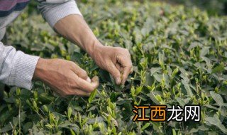 茶叶名称有哪些，茶叶名称有哪些字