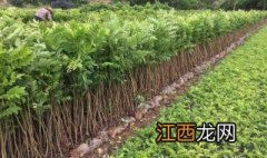 黄花梨在东北能否生长呢 黄花梨在东北能否生长