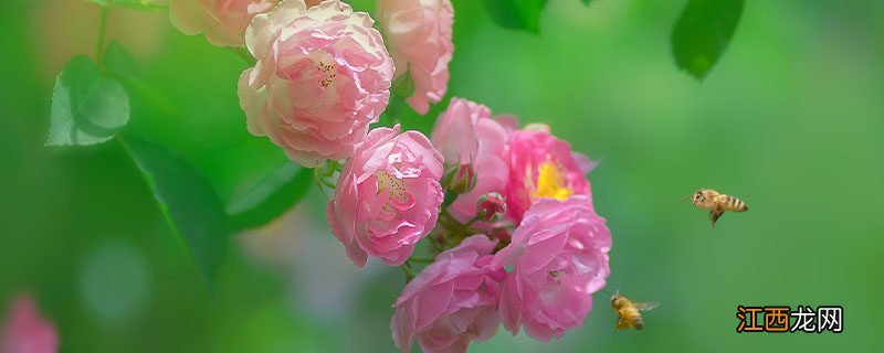 蔷薇花几月份开花 北方蔷薇花几月份开花