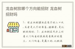 龙血树放哪个方向能招财 龙血树招财吗