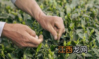 莱芜干烘茶什么季节喝好 莱芜老干烘属于什么茶