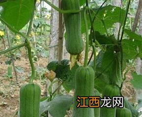 丝瓜食疗养生功效