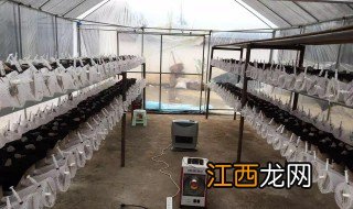 用什么纱网搭建养殖马蜂大棚呢 用什么纱网搭建养殖马蜂大棚