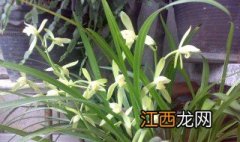 怎样分兰花几种兰花图片 怎样分兰花几种兰花