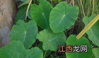 芋头需割子叶芽吗图片 芋头需割子叶芽吗