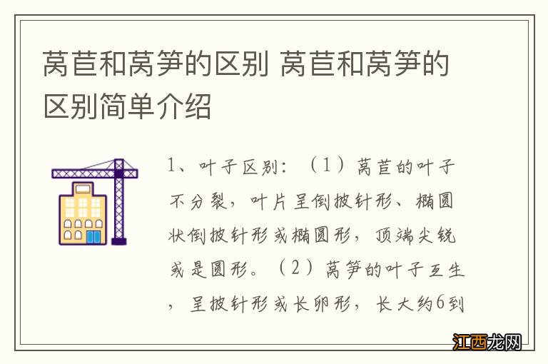 莴苣和莴笋的区别 莴苣和莴笋的区别简单介绍