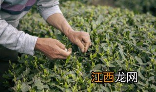 刚采的茶叶能炒吗，刚采的茶叶炒之前要不要洗