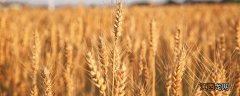 哪种作物播种范围更广 哪种作物播种范围更广小麦还是水稻