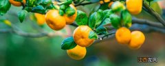 对柑橘果树影响最大的因素是什么
