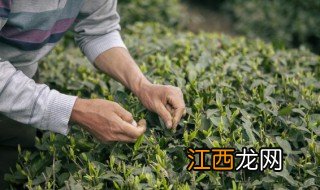 刚采的茶叶能放冰箱冷藏吗 茶叶能放到冰箱冷藏吗