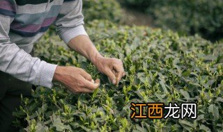 刚采完的茶叶能泡水喝吗，刚采完的茶叶能泡水喝吗有毒吗