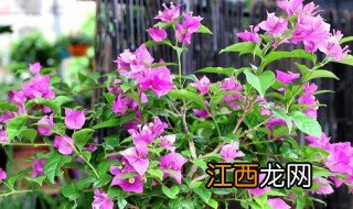 三角梅花败后怎么养护和管理 三角梅花败后怎么养护