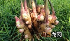 生姜种植全过程视频 姜为什么不能种在家