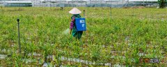 灰霉病农药最佳配方 灰霉病农药最佳配方有哪些