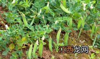 豌豆种植时间和方法 碗豆种植时间