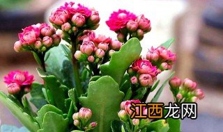 长寿花能放卧室吗阳台 长寿花能放卧室吗