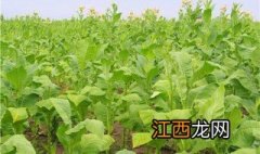 种植烟草什么品种好卖 种植烟草什么品种好