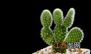 仙人掌有什么品种图片 仙人掌有什么品种