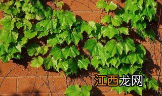 爬山虎栽种什么地方好活 爬山虎栽种什么地方好?