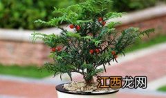 红豆彬盆栽种植方法 红豆彬盆栽怎么养