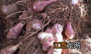 玉根头咸菜 玉根头的腌制方法