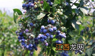 盆栽蓝莓怎么浇水 蓝莓怎么浇水