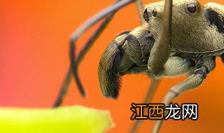 蚂蚁和蝉的寓意是什么 蚂蚁和蝉的寓意