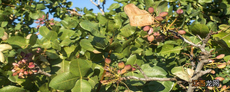 刚栽的果树可以施肥吗 刚栽的果树可以施肥吗视频