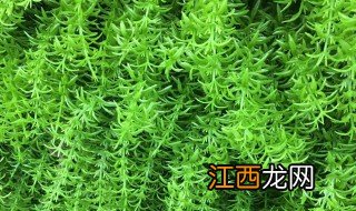 龙须草的功效与作用及禁忌 龙须草的功效与作用