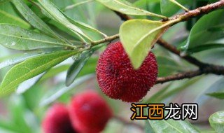 杨梅怎么保鲜 杨梅保鲜方法