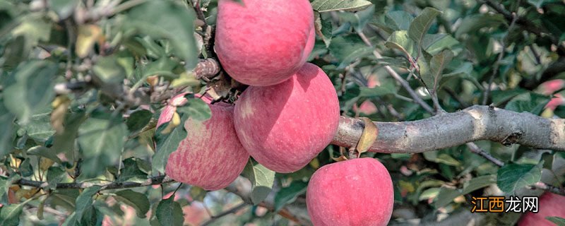 苹果树实生苗几年才能结果 苹果树实生苗几年才能结果呢