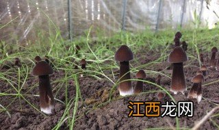 鸡枞菌如何长期保存 鸡枞菌怎么长期保存