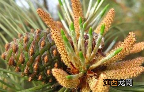 松花粉的功效与作用