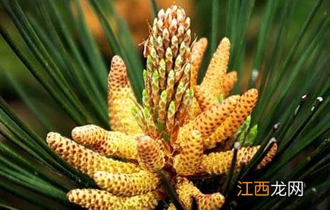 松花粉的功效与作用