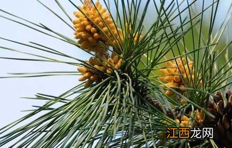 松花粉的功效与作用