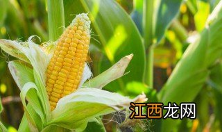 玉米胚芽是什么颜色 玉米胚芽是什么