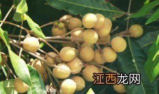 夏季解暑吃什么水果，夏季解暑吃什么水果比较好