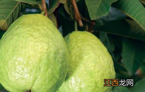 番石榴的功效与作用